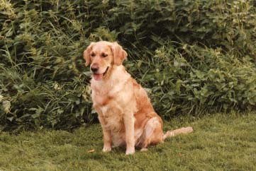 kira1