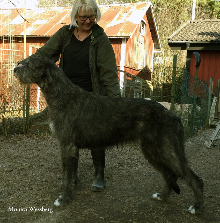 Furlongs Roxanne "Roxy"