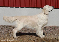 SE uu CH Roxanne Snöflinga, 2010 "Flingan"